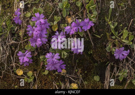 Entire-leaved Primrose, Primula integrifolia, in full flower in the Swiss Alps. Stock Photo