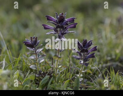 Alpine Bartsia, Bartsia alpina, in flower in damp alpine pastures. Stock Photo