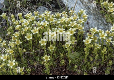 Flowery clump of Musky saxifrage, Saxifraga exarata ssp exarata in the Swiss Alps. Stock Photo