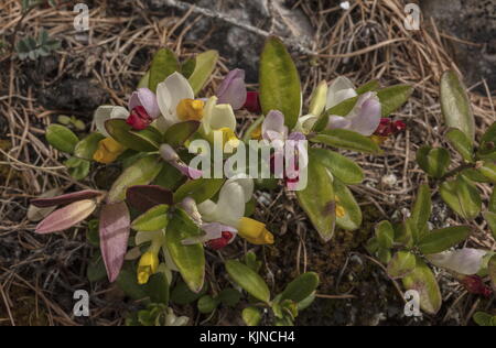Shrubby milkwort, Polygala chamaebuxus, in flower in the Swiss Alps. Stock Photo