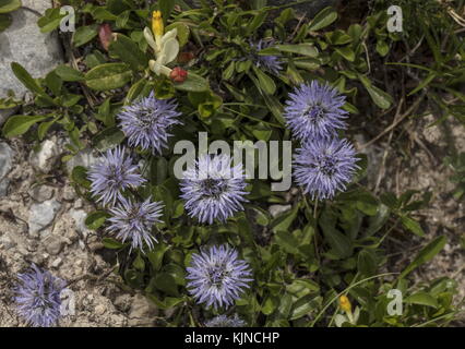 Matted Globularia, Globularia cordifolia in flower on limestone in the Swiss Alps. Stock Photo