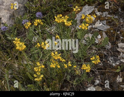 Small Scorpion-vetch, Coronilla vaginalis, in flower in the Swiss Alps. Stock Photo