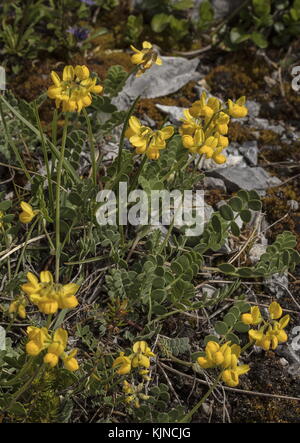 Small Scorpion-vetch, Coronilla vaginalis, in flower in the Swiss Alps. Stock Photo