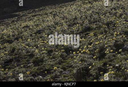 Hillside covered with Yellow Alpine Pasqueflowers, Pulsatilla alpina ssp apiifolia, in flower in the Swiss Alps. Stock Photo