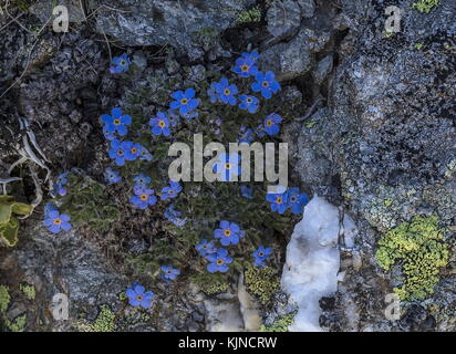 King of the Alps, Eritrichium nanum, in flower at high altitude in the Swiss Alps. Stock Photo