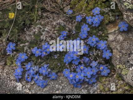 King of the Alps, Eritrichium nanum, in flower at high altitude in the Swiss Alps. Stock Photo