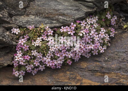 Alpine rock-jasmine, Androsace alpina, growing in rock crevice at high altitude in the Swiss alps. Stock Photo