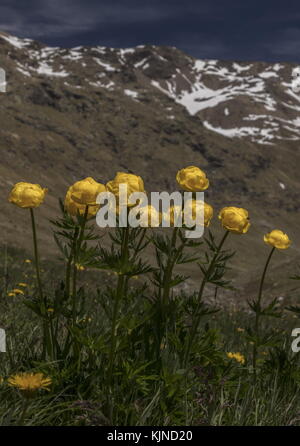Globeflower, Trollius europaeus, clump in flower high in the Swiss Alps. Stock Photo