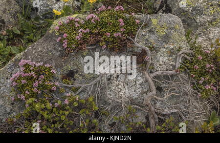 Ancient clump of Trailing Azalea, Loiseleuria procumbens, in flower in the Swiss Alps. Stock Photo