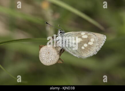 Alpine blue, Albulina orbitulus, butterfly, perched on dandelion seed-head, Swiss Alps. Stock Photo