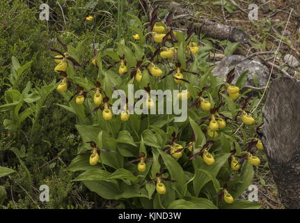 Lady's Slipper Orchid, Cypripedium calceolus in flower in the Swiss Alps. Stock Photo