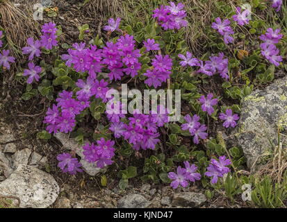 Entire-leaved Primrose, Primula integrifolia, in full flower in the Swiss Alps. Stock Photo