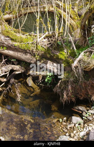 Rivulet during Spring Time Stock Photo - Alamy