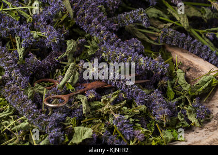 Anise hyssop (Agastache foeniculum). Already dried to make relaxing tea. Stock Photo