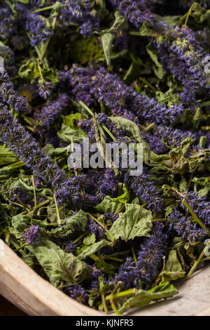 Anise hyssop (Agastache foeniculum). Already dried to make relaxing tea. Stock Photo