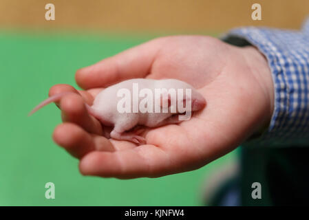 Little newborn mouse with closed eyes on child's hand Stock Photo