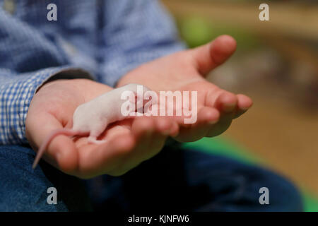 Little newborn mouse with closed eyes on child's hand Stock Photo