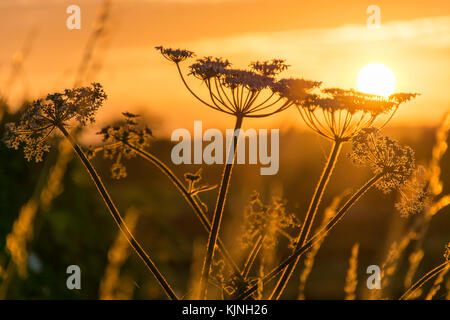 silhouette of cow parsley seed head at sunset Stock Photo