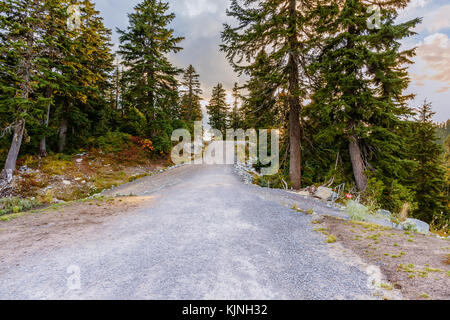 Gravel road in the forest between tall trees leading upwards Stock Photo