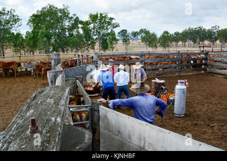 BRANDING THE CATTLE ON AN AUSTRALIAN CATTLE STATION Stock Photo