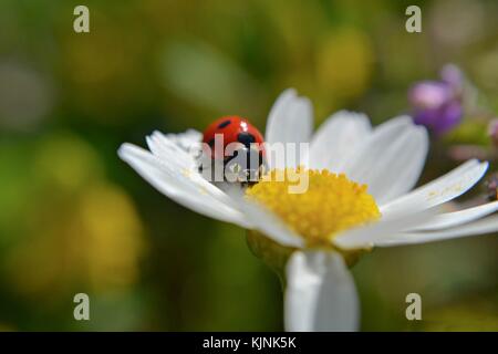 Red ladybug standing at white daisy on beautiful sunny day Stock Photo