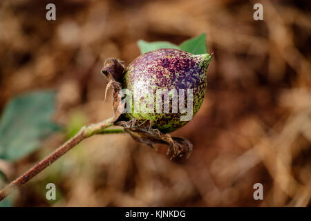 Cotton ball in full bloom - agriculture farm crop image Stock Photo