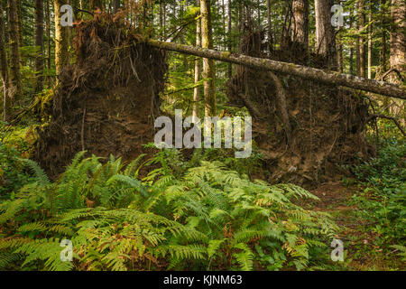 Fern fronds, roots of fallen trees on Sheppard Trail, temperate rainforest near Quathiaski Cove, Quadra Island, British Columbia, Canada Stock Photo