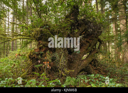 Roots of fallen trees on Sheppard Trail, temperate rainforest near Quathiaski Cove, Quadra Island, British Columbia, Canada Stock Photo