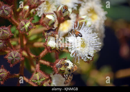 Honey bees swarming on opening flower buds of Angophora hispida (Dwarf Apple tree) in the Royal National Park, NSW, Australia Stock Photo