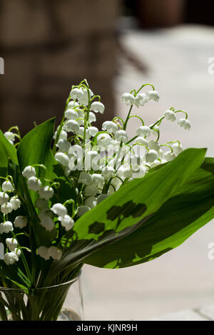 Blooming Lily of the valley Stock Photo - Alamy