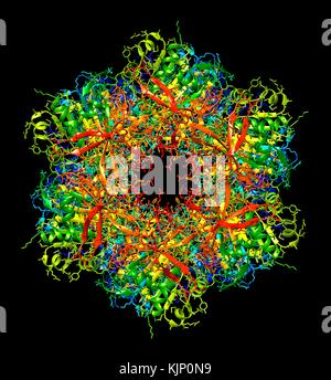 Bacterial circadian clock protein molecule. Computer model showing the molecular structure of the KaiC protein found in cyanobacteria (blue-green algae). KaiC is a protein expressed by the kaiC gene and is one of three such proteins that are essential for circadian rhythms in these bacteria. Circadian rhythms are biological 'clocks' with a period close to 24 hours in duration that help regulate sleeping and feeding patterns in animals. In bacteria, they are thought to help regulate cell division. Stock Photo