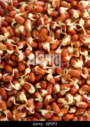 Sprouting adzuki beans, full frame. Stock Photo