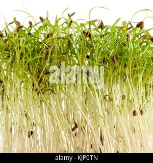 Sprouting dill on white background, side view. Stock Photo