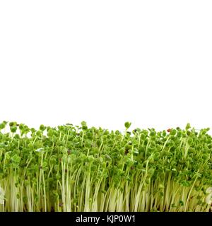 Sprouting broccoli against a white background, side view. Stock Photo