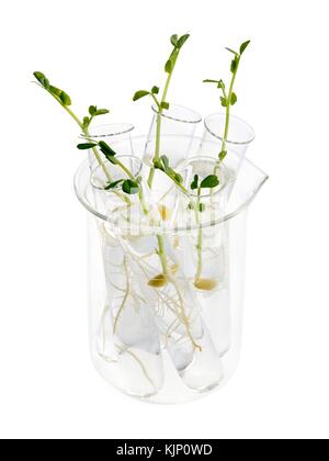 Sprouting peas in test tubes against a white background. Stock Photo