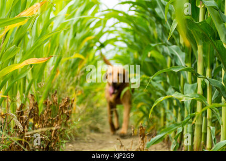 red fox labrador running through a crop field of maize Stock Photo