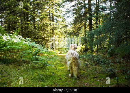 rear view of golden retriever looking out towards  the woods Stock Photo