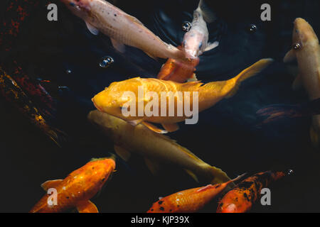 gold carp fish in japanese carp fish pond Stock Photo