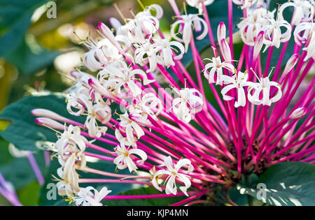 Quezonla flower - sicentific name is 'Clerodendrum quadriloculare (Blanco) Merr.' Stock Photo