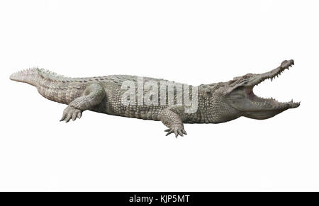 Albino Crocodile / Skin is white , nearly extinct , found in Southeast Asia Stock Photo