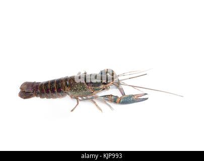Australian blue crayfish Cherax quadricarinatus isolated On a white background Stock Photo