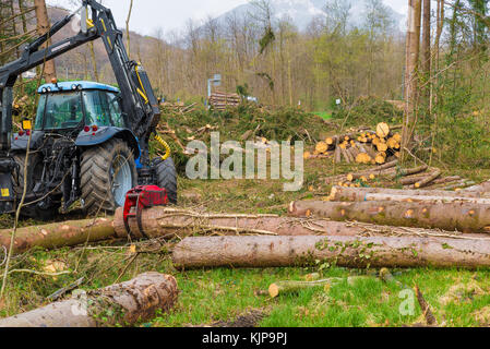 Harvesting of trunks with a mechanical arm in a forest. Crane to grab cut logs Stock Photo