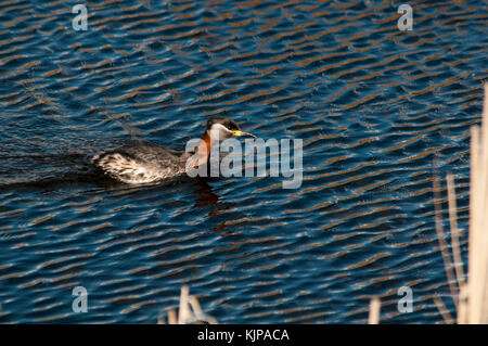 Red-Necked Crebe fishing at Rietzer See (Lake Rietz), a nature reserve near the town of Brandenburg in Northeastern Germany Stock Photo