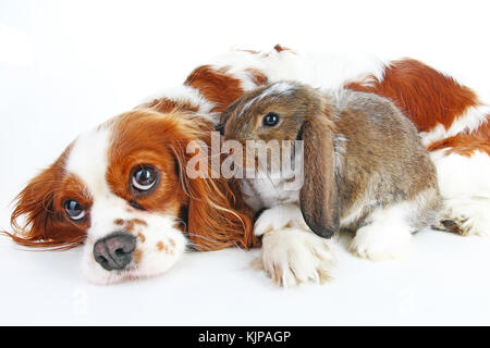 Dog and rabbit together. Animal friends. Rabbit bunny pet white fox rex satin real live lop widder nhd german dwarf dutch with cavalier king charles s Stock Photo