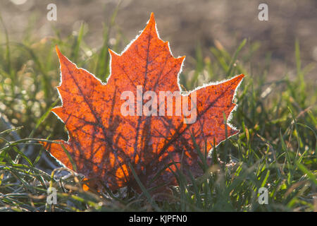 London UK. 26th November 2017. A frost covered autumn leaf   in Wimbledon Common as temperatures drop to freeezing in the United Kingdom Stock Photo