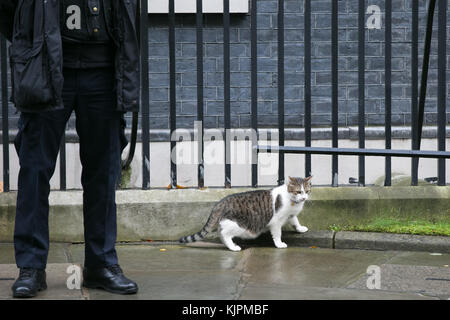 Downing Street. London, UK. 27th Nov, 2017. Larry is the 10 Downing Street cat out and about as the British Prime Minister Theresa May awaits the arrival of Prime Minister of Turkey Binali Yildirim to Downing Street. Credit: Dinendra Haria/Alamy Live News Stock Photo