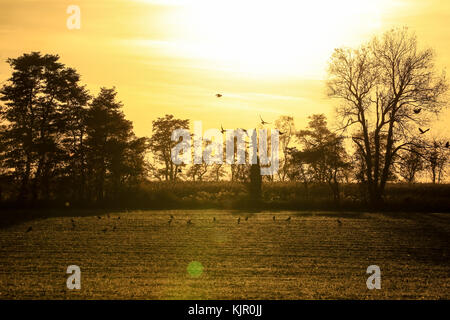 A murder of crows on their fall migration through the golden light in the Dundas Valley Stock Photo