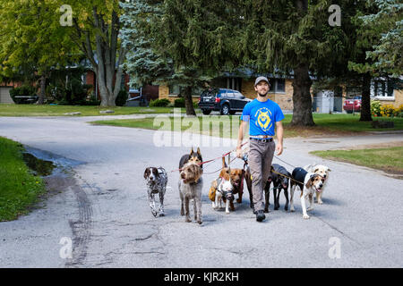 Gig economy, gig work, summer job, male professional dog walker in his twenties walking a pack of dogs in the street, London, Ontario, Canada. Stock Photo