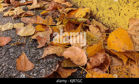 Fall leaves on the road Stock Photo