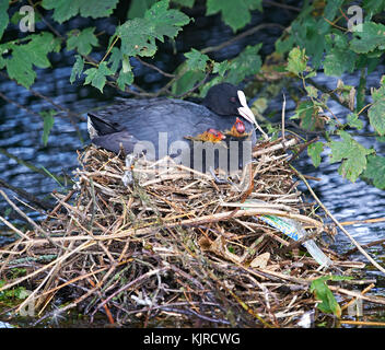 Female coot (Fulica atra) nurturing chicks on nest in stream Stock Photo